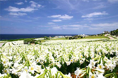 沖縄県やんばる地域 写真3