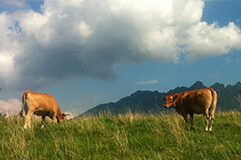 根子岳と草原とあか牛 写真