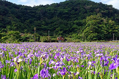 沖縄県やんばる地域 写真2