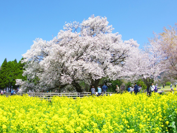 Isshingyo Great Sakura Tree