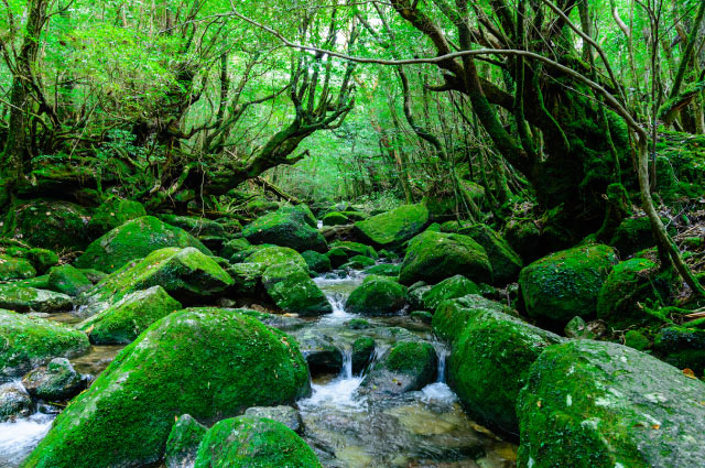 Yaku-shima island