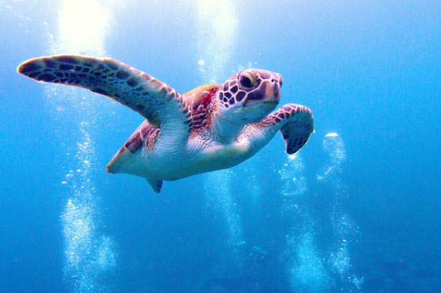 Yaku-shima island