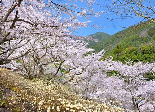 西米良 桜