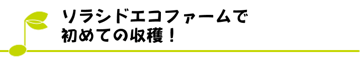 ソラシドエコファームで初めての収穫！