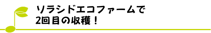 ソラシドエコファームで2回目の収穫！