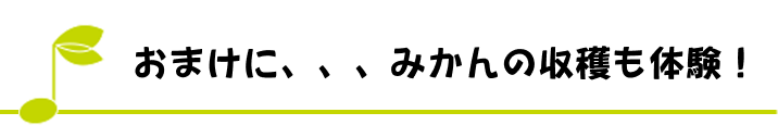 おまけに、、、みかんの収穫も体験！