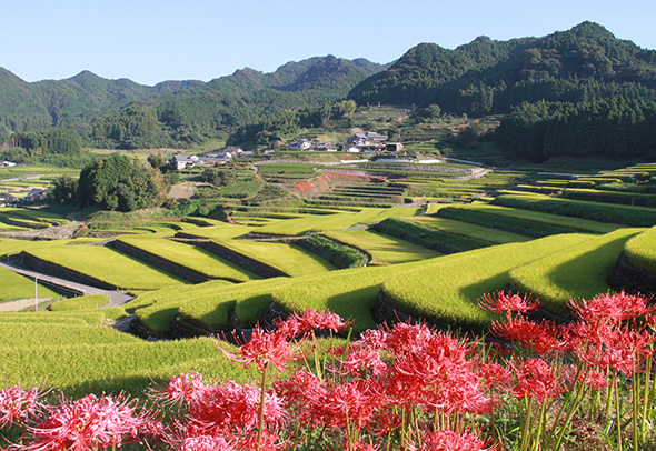鬼木棚田