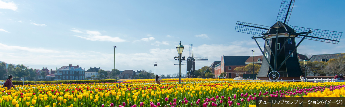 チューリップセレブレーション(イメージ)