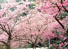 寒緋桜 カンヒザクラ 沖縄観光情報一覧 観光情報 ソラシドエア